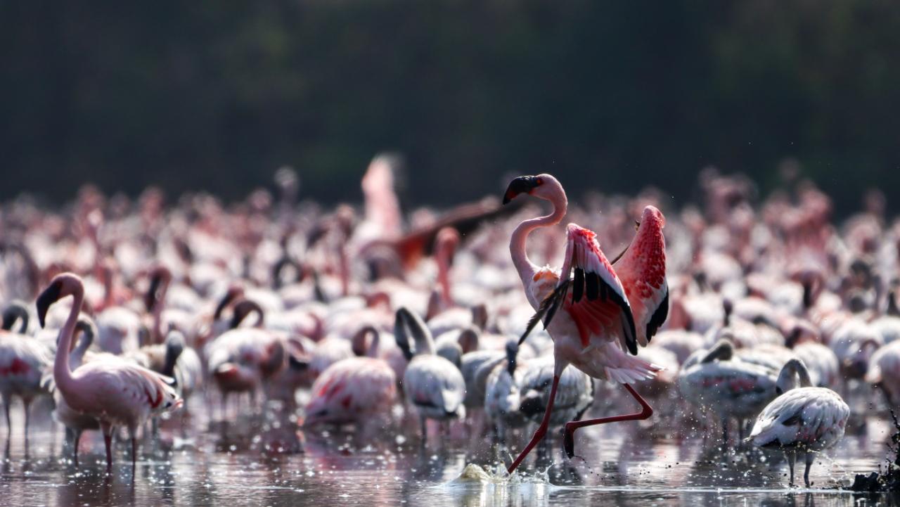 With a knack for theatrics, they display collective postures and orchestrated whirls that are wildlife photographers can capture
